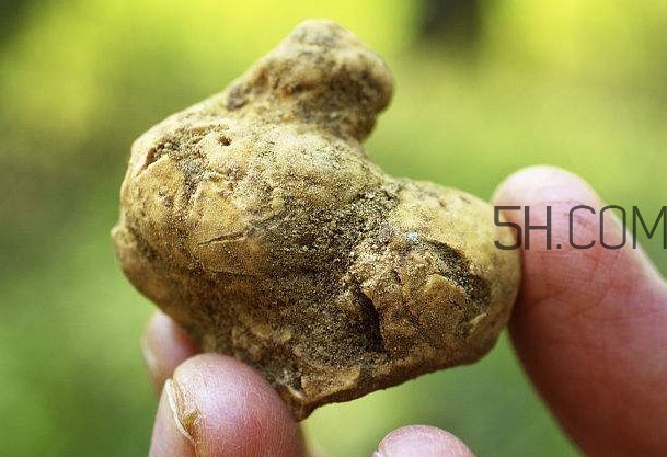 白松露是什么？白松露的功效與作用