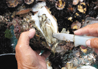 海蠣子壯陽嗎？海蠣子有寄生蟲嗎