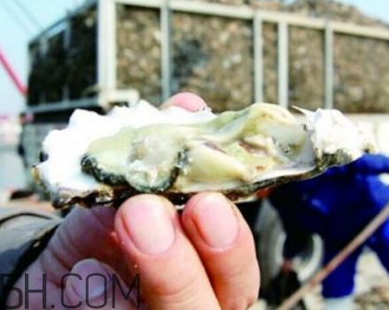 海蠣子是寒性的嗎？海蠣子是蒸還是煮好吃