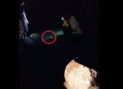 黃金鱸魚是什么品種？黃金鱸魚多少錢一斤