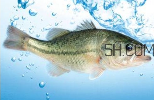 黃金鱸魚是什么品種？黃金鱸魚多少錢一斤
