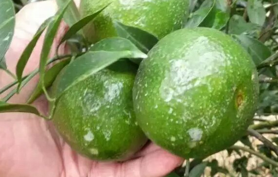新會(huì)柑哪里的最好？新會(huì)柑什么時(shí)候有