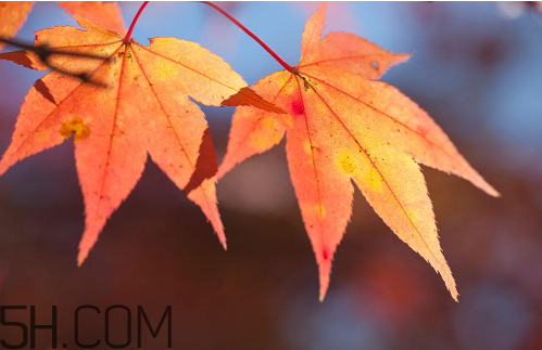 秋天犯困頭暈怎么辦？秋天吃什么補(bǔ)身體？