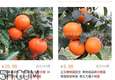 沃柑苗多少錢(qián)一株？沃柑為何叫晚熟大王