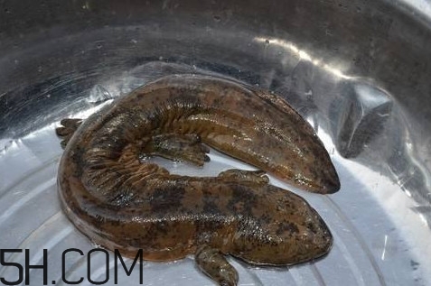 娃娃魚(yú)是魚(yú)嗎？娃娃魚(yú)買賣違法嗎？