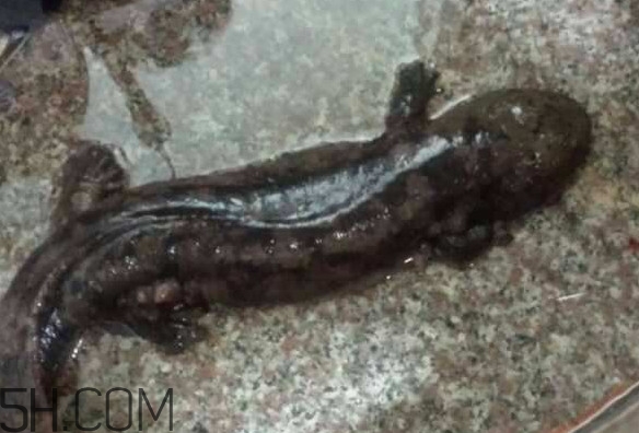 娃娃魚什么時(shí)候會(huì)叫？娃娃魚為什么叫娃娃魚