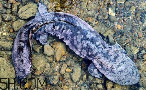 娃娃魚(yú)是魚(yú)嗎？娃娃魚(yú)買賣違法嗎？