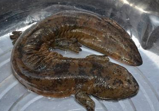 娃娃魚(yú)是魚(yú)嗎？娃娃魚(yú)買(mǎi)賣(mài)違法嗎？