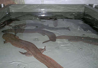 娃娃魚(yú)什么時(shí)候會(huì)叫？娃娃魚(yú)為什么叫娃娃魚(yú)