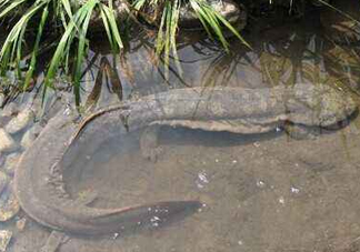 娃娃魚(yú)是卵生還是胎生？娃娃魚(yú)能在陸地上生活嗎