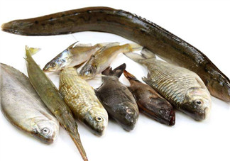 沒有魚刺的魚是哪種魚？如何挑選魚？