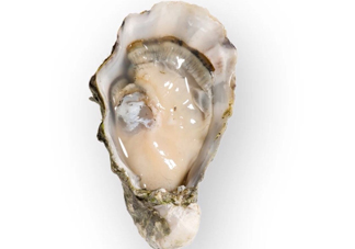 海蠣子是發(fā)物嗎？海蠣子什么人不能吃