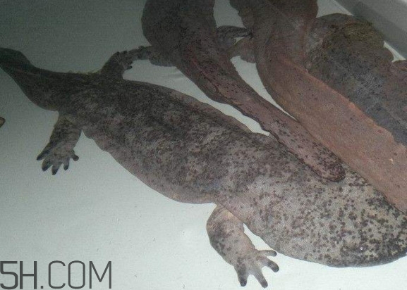 蠑螈是娃娃魚(yú)嗎？蠑螈和娃娃魚(yú)的區(qū)別