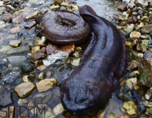 娃娃魚(yú)能治什么病？娃娃魚(yú)可以和金魚(yú)一起養(yǎng)嗎