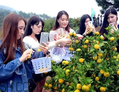 南豐蜜桔節(jié)什么時候？2017南豐蜜桔節(jié)時間