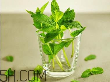 感冒可以喝酒嗎？薄荷治療感冒的方法