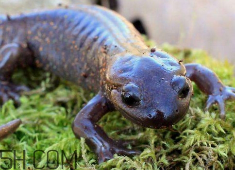 蠑螈是娃娃魚(yú)嗎？蠑螈和娃娃魚(yú)的區(qū)別