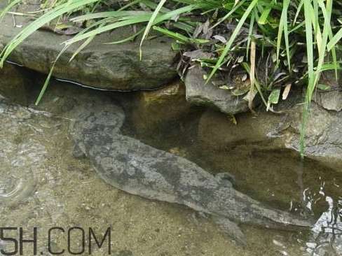 娃娃魚(yú)能治什么?。客尥摁~(yú)可以和金魚(yú)一起養(yǎng)嗎