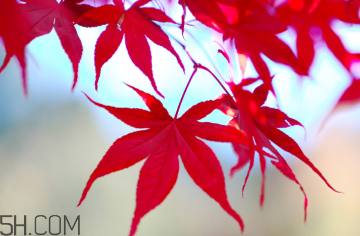 楓葉幾月份最紅？楓葉幾月的時(shí)候最美？