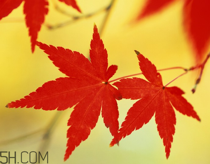 楓葉幾月份最紅？楓葉幾月的時(shí)候最美？