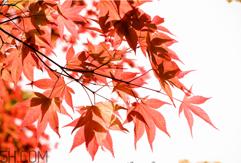 楓葉幾月份最紅？楓葉幾月的時(shí)候最美？