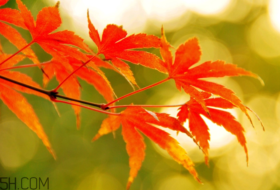 楓葉幾月份最紅？楓葉幾月的時(shí)候最美？