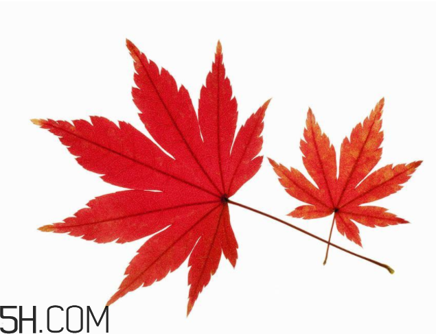 楓葉可以用來做什么？楓葉可以染頭發(fā)嗎？