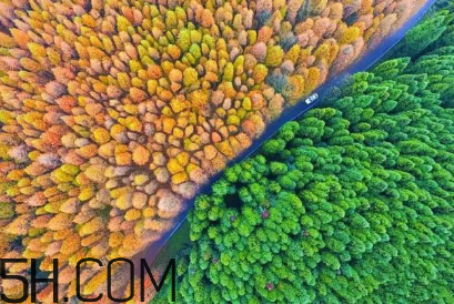 楓葉可以用來做什么？楓葉可以染頭發(fā)嗎？