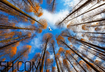 楓葉可以用來做什么？楓葉可以染頭發(fā)嗎？