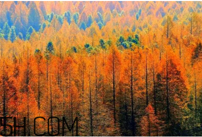 楓葉可以用來做什么？楓葉可以染頭發(fā)嗎？