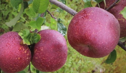 冰糖心蘋(píng)果多少錢一斤？冰糖心蘋(píng)果多少錢一箱