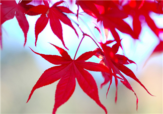 楓葉幾月份最紅？楓葉幾月的時(shí)候最美？