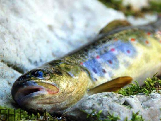 鮭魚是什么魚？鮭魚多少錢一斤