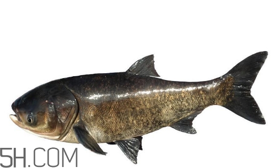 胖頭魚為什么叫胖頭魚？胖頭魚能長(zhǎng)到多大