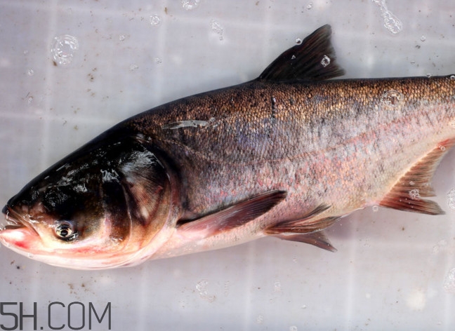 胖頭魚有什么營養(yǎng)？胖頭魚是鰱魚嗎