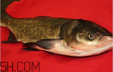 胖頭魚(yú)可以做魚(yú)丸嗎？胖頭魚(yú)可以做酸菜魚(yú)嗎