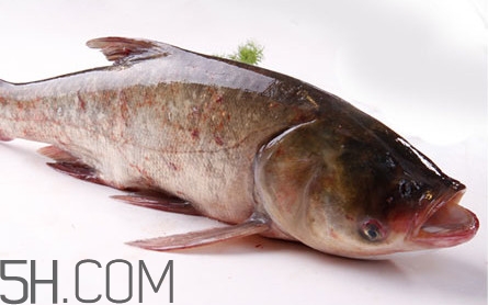 胖頭魚(yú)可以做魚(yú)丸嗎？胖頭魚(yú)可以做酸菜魚(yú)嗎