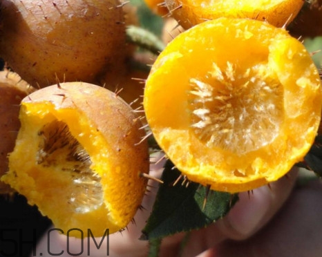 刺梨能降血壓嗎？刺梨是哪里的特產(chǎn)