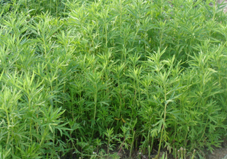 藜蒿是什么植物？藜蒿怎么種植