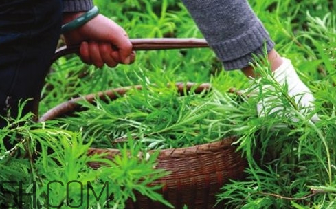 藜蒿多少錢一斤？藜蒿和蘆蒿是同一種菜嗎？