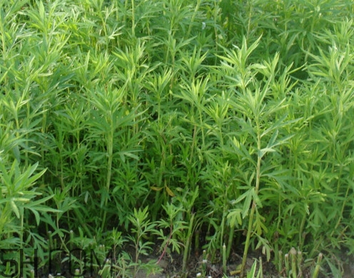 藜蒿是什么植物？藜蒿怎么種植