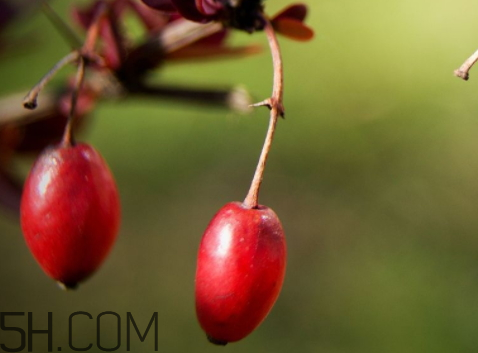 山茱萸什么時(shí)候成熟？山茱萸什么時(shí)候結(jié)果？