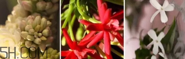 gucci bloom香水好聞嗎？gucci bloom香水香評