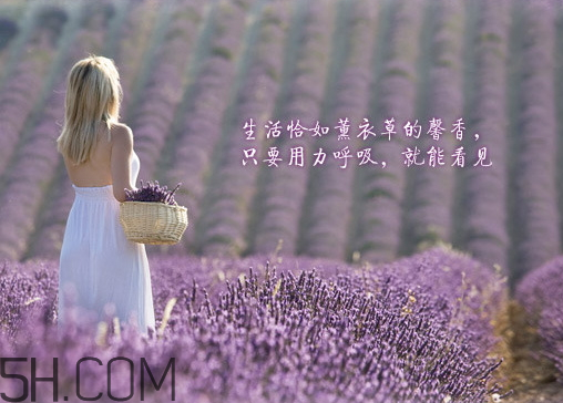 香柏樹薰衣草敏感修復乳液怎么樣？多少錢？