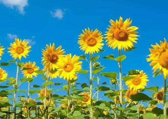 向日葵向什么方向？向日葵的花語(yǔ)是什么