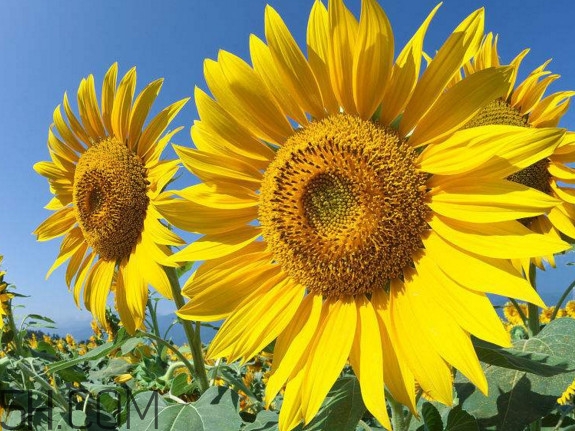 向日葵什么時候開花？向日葵什么時候成熟