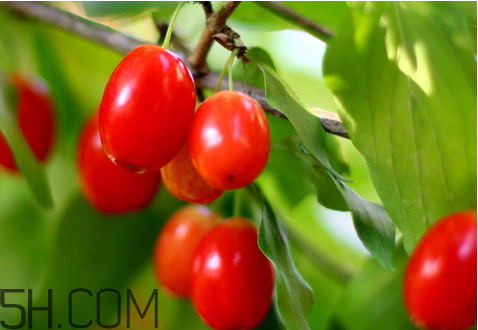 山茱萸什么時(shí)候成熟？山茱萸什么時(shí)候結(jié)果？