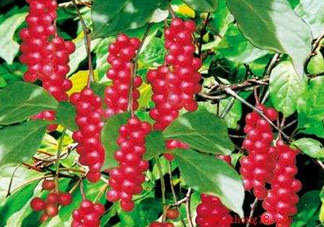 山茱萸什么時(shí)候成熟？山茱萸什么時(shí)候結(jié)果？