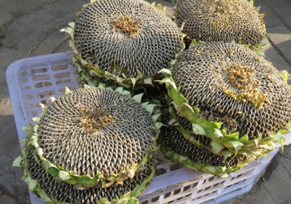 一朵向日葵能結(jié)多少葵花籽？葵花籽為什么也會致癌