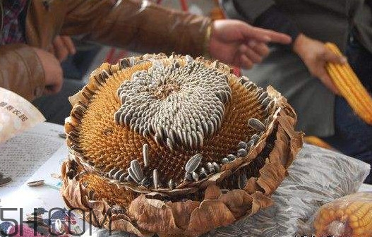 葵花籽怎么弄下來？葵花籽怎么脫粒